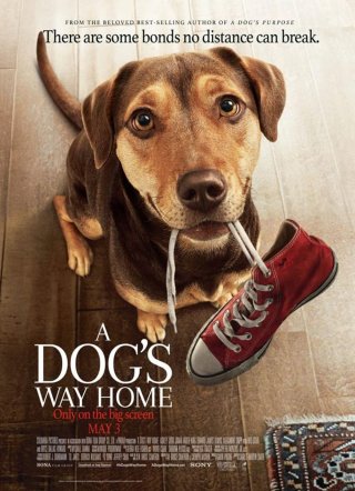 A Dogs Way Home Movie Review (2019) - Rating, Cast & Crew With Synopsis