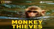 Monkey Thieves English tv-shows on National Geographic