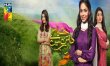 Haya Ke Daaman Main Urdu tv-serials on HUM TV