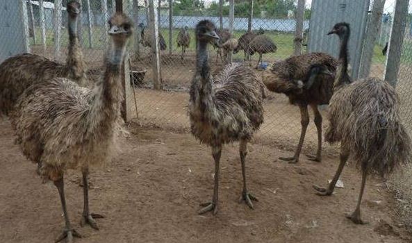 Emu Farm Scam Verdict Is Out!