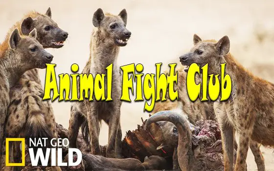 English Tv Show Animal Fight Club Synopsis Aired On National Geographic  Channel