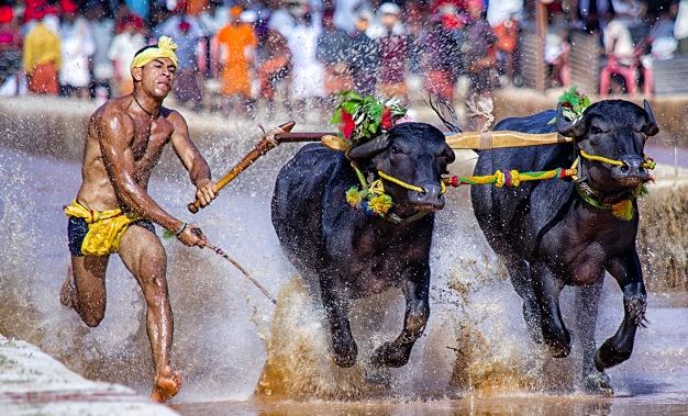 Will Karnataka Protest To Lift The Ban On Kambala Race?