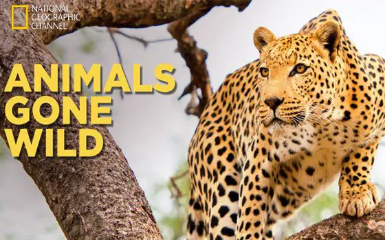 English Tv Show Animals Gone Wild Synopsis Aired On National Geographic  Channel