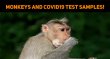 Monkeys Grabbed The Covid19 Test Samples! Hindi News