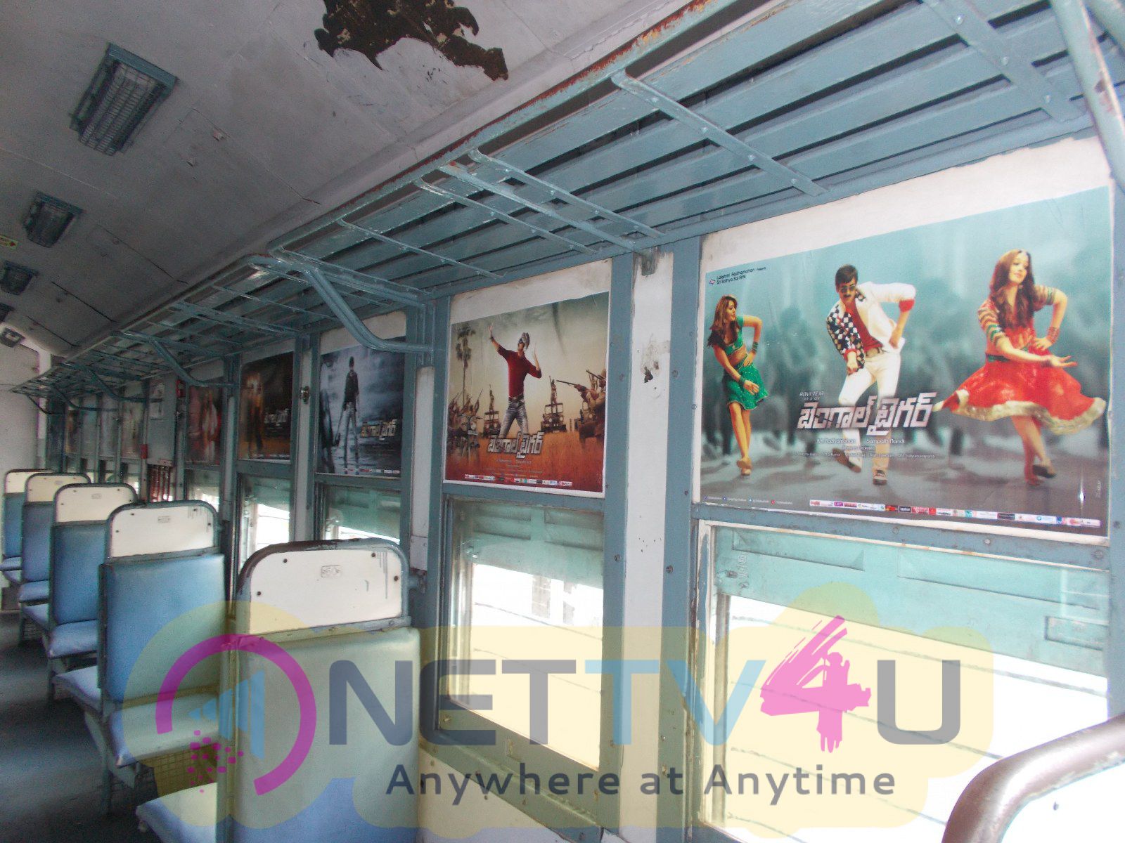 bengal tiger train branding photos 13