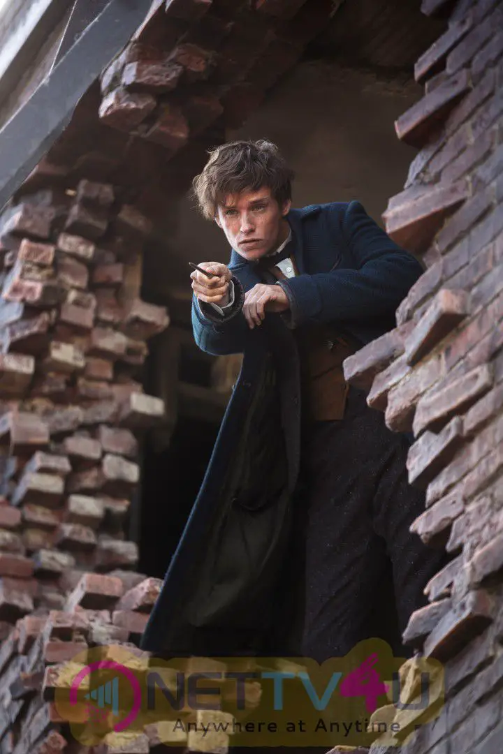 Fantastic Beasts And Where To Find Them Movie Images Tamil Gallery