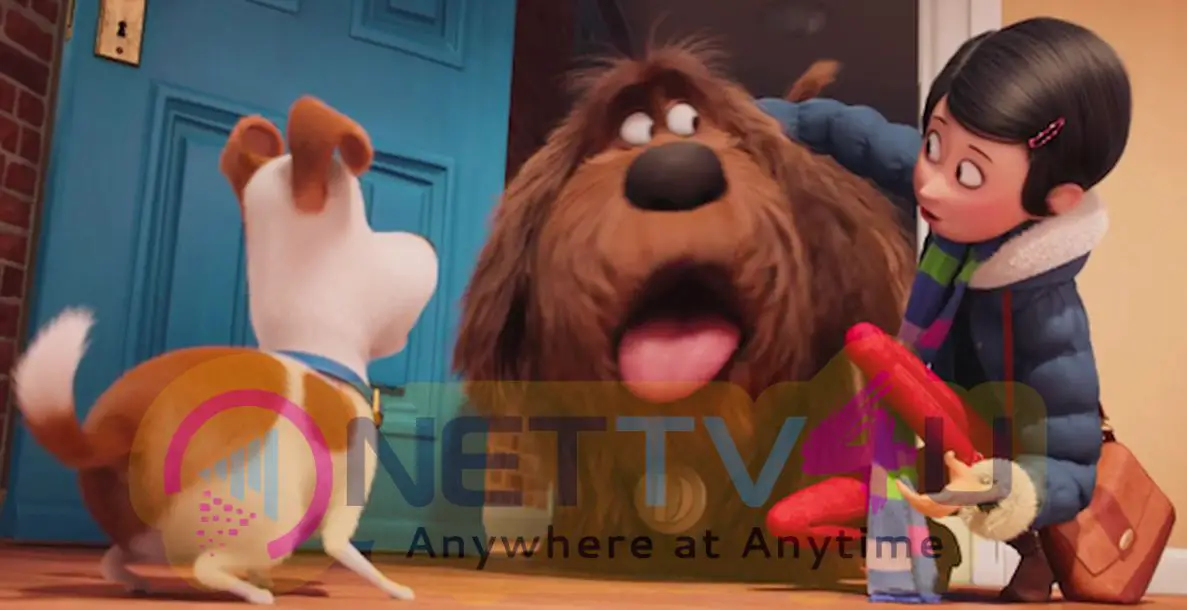 The Secret Life Of Pets Release Date 8th July 2016 Photos Tamil Gallery