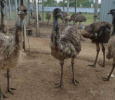Emu Farm Scam Verdict Is Out!