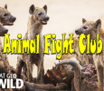 Animal Fight Club English tv-shows on National Geographic